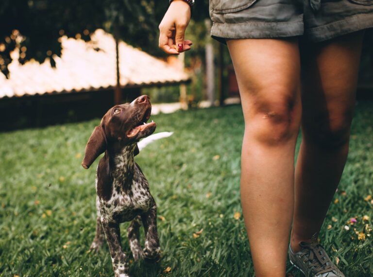 Tips for Strengthening the Connection with Your Dog