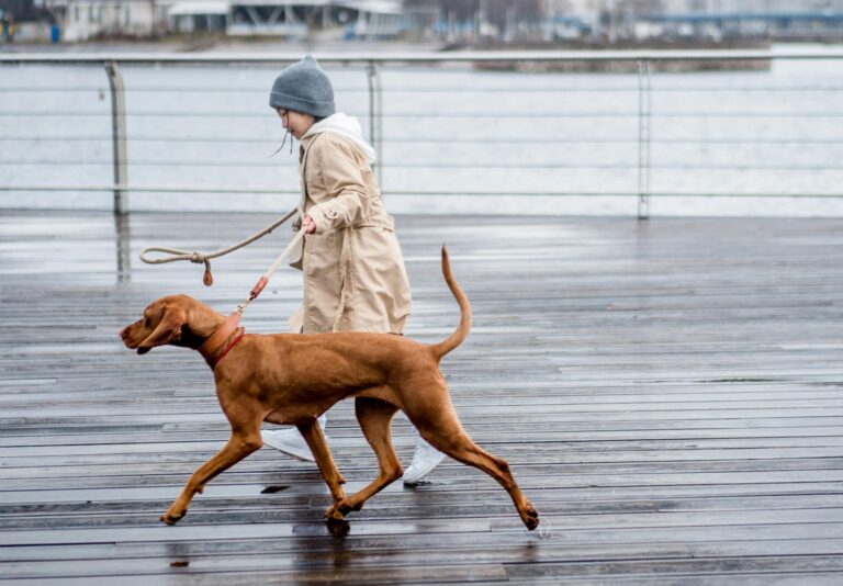 Best Leash for Dogs That Pull