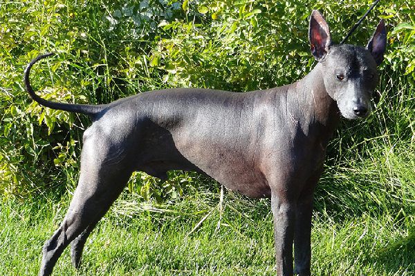 Big Dog Breeds That Don't Shed