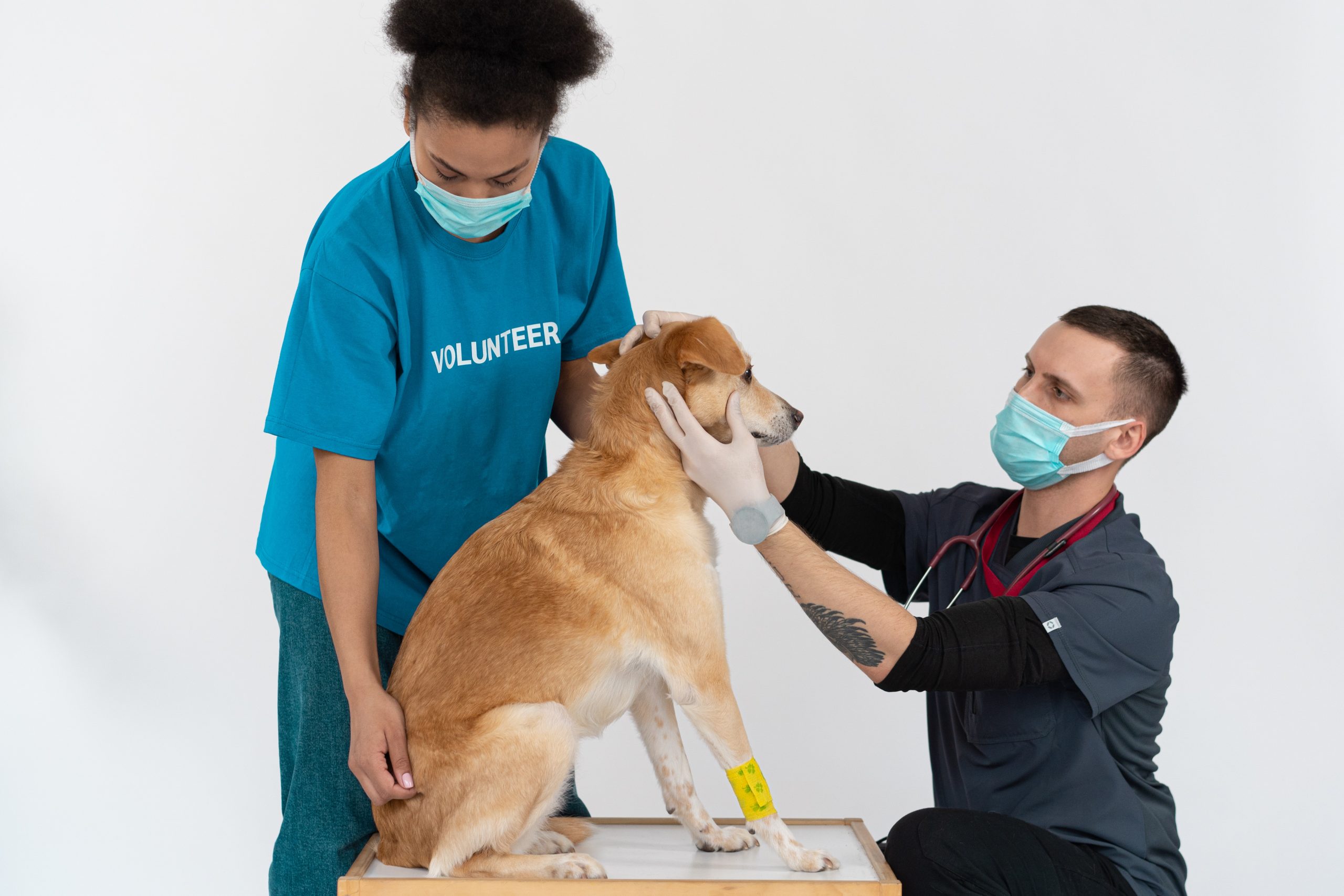 How To Treat Distemper In Dogs