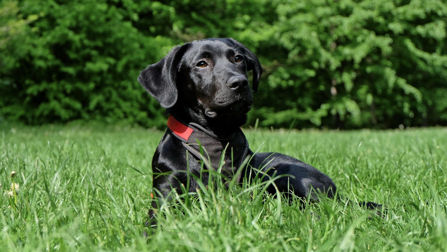 Best Dog Foods For Labs : 2024 Pup Junkies