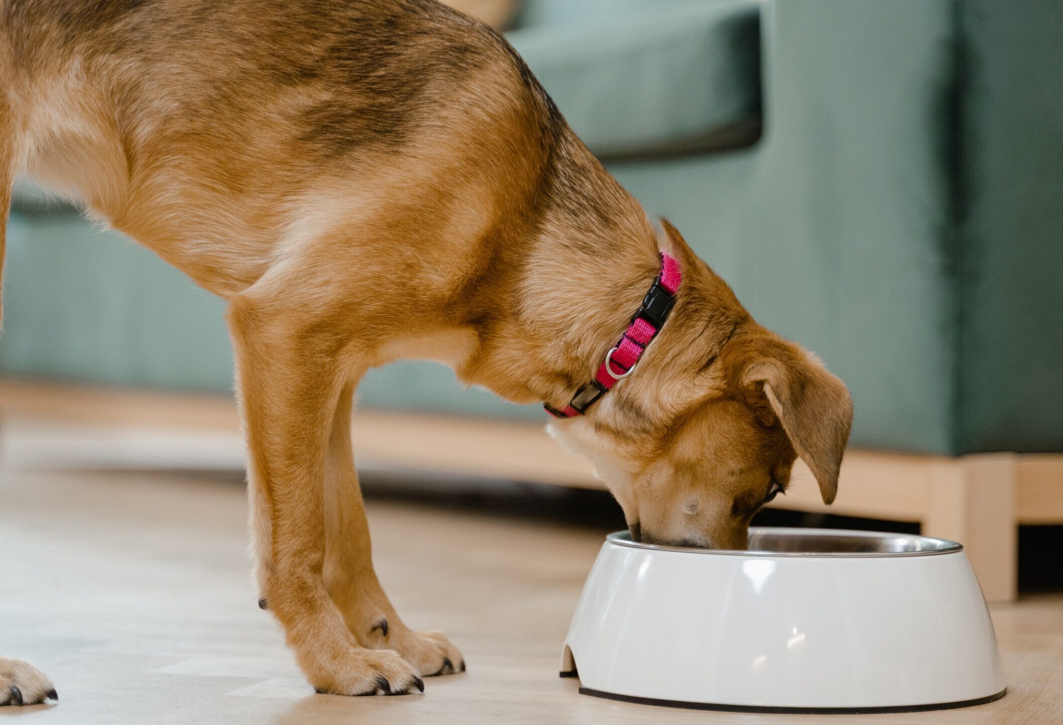 Best Dog Bowls For Fast Eaters
