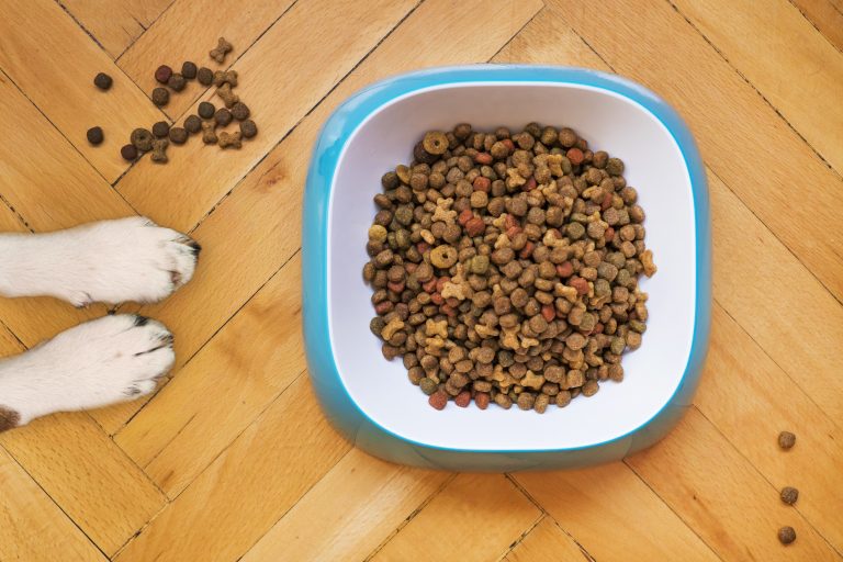 12 Best Healthy Dry Dog Foods