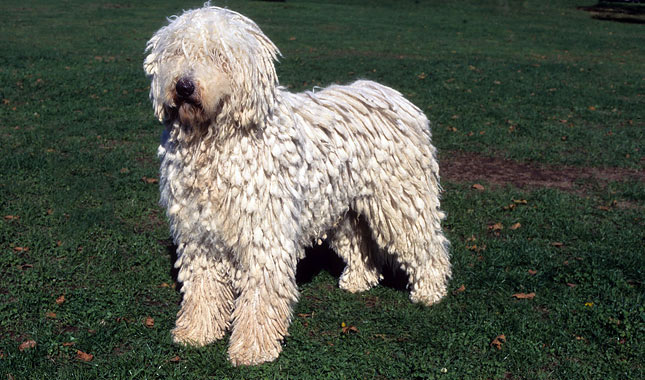 Dog Breeds with White Coats