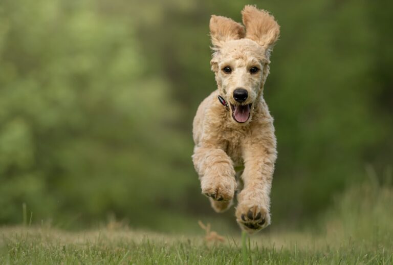 Best Dog Foods For Poodles