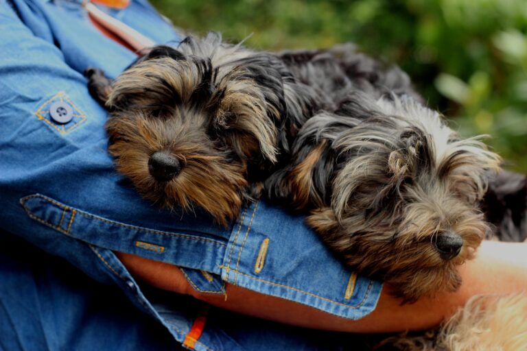 Best Dog Food For Yorkies