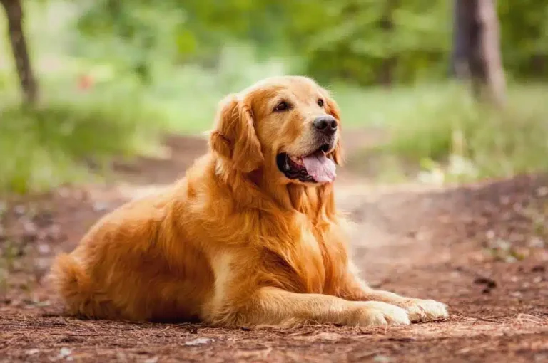 Longest Living Dog Breeds