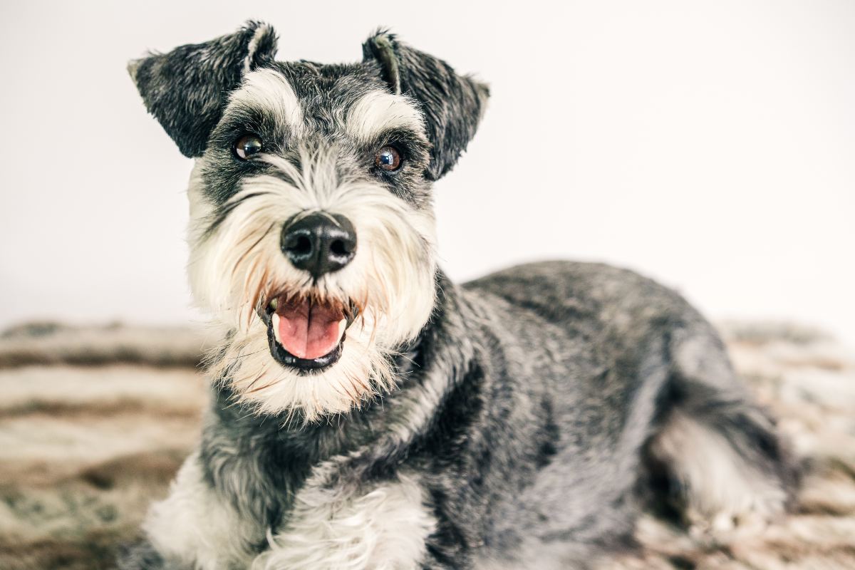 Best Dog Food For Schnauzers
