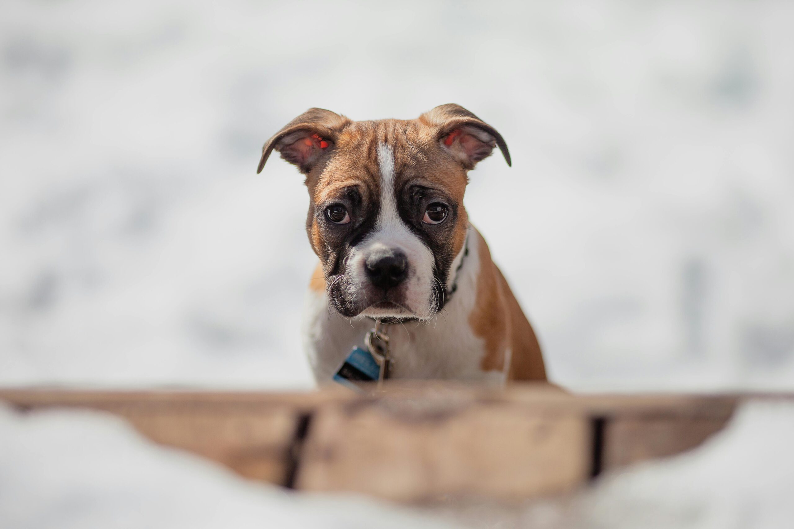 Best Dog Brushes For Boxers