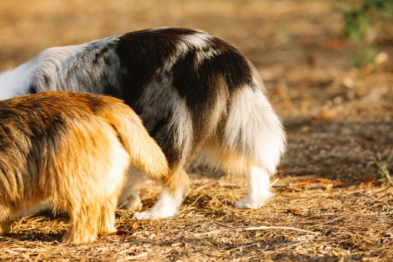 What Is Stud Tail In Dogs and How Do You Treat It?