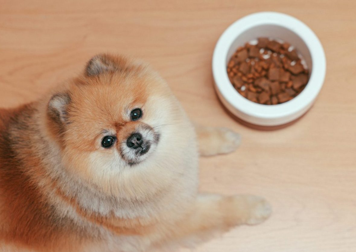 Dog Food Recalls To Be Aware Of