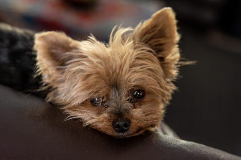 How Long Do Yorkshire Terriers Live?