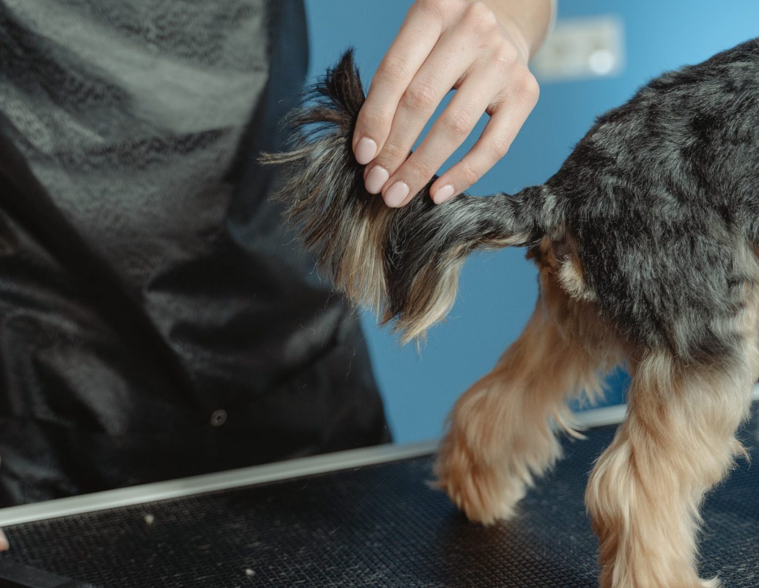 What Is Stud Tail In Dogs and How Do You Treat It? Pup Junkies