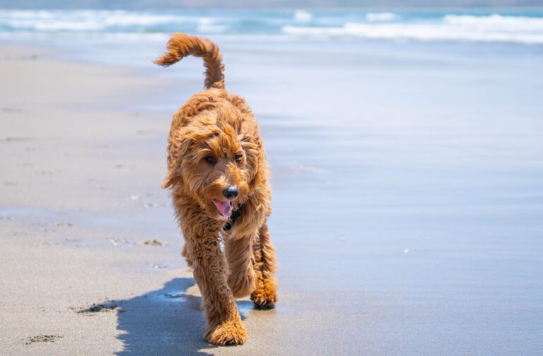 Best Dog Food For Goldendoodles