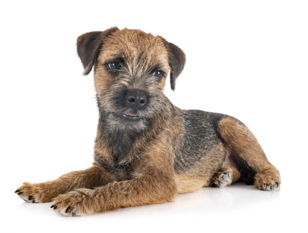 Best Dog Foods For Border Terriers