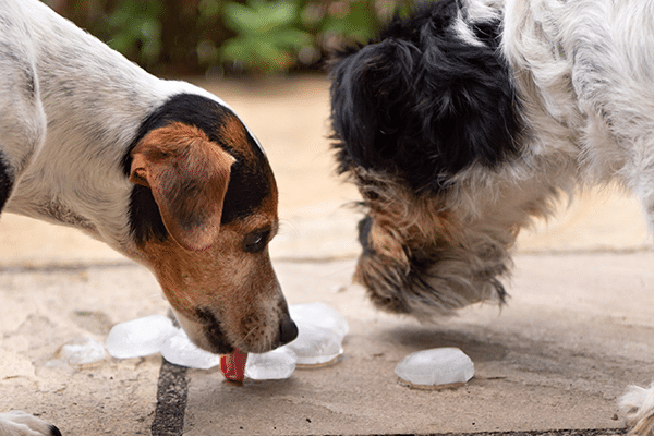 Can Dogs Eat Ice Cubes?
