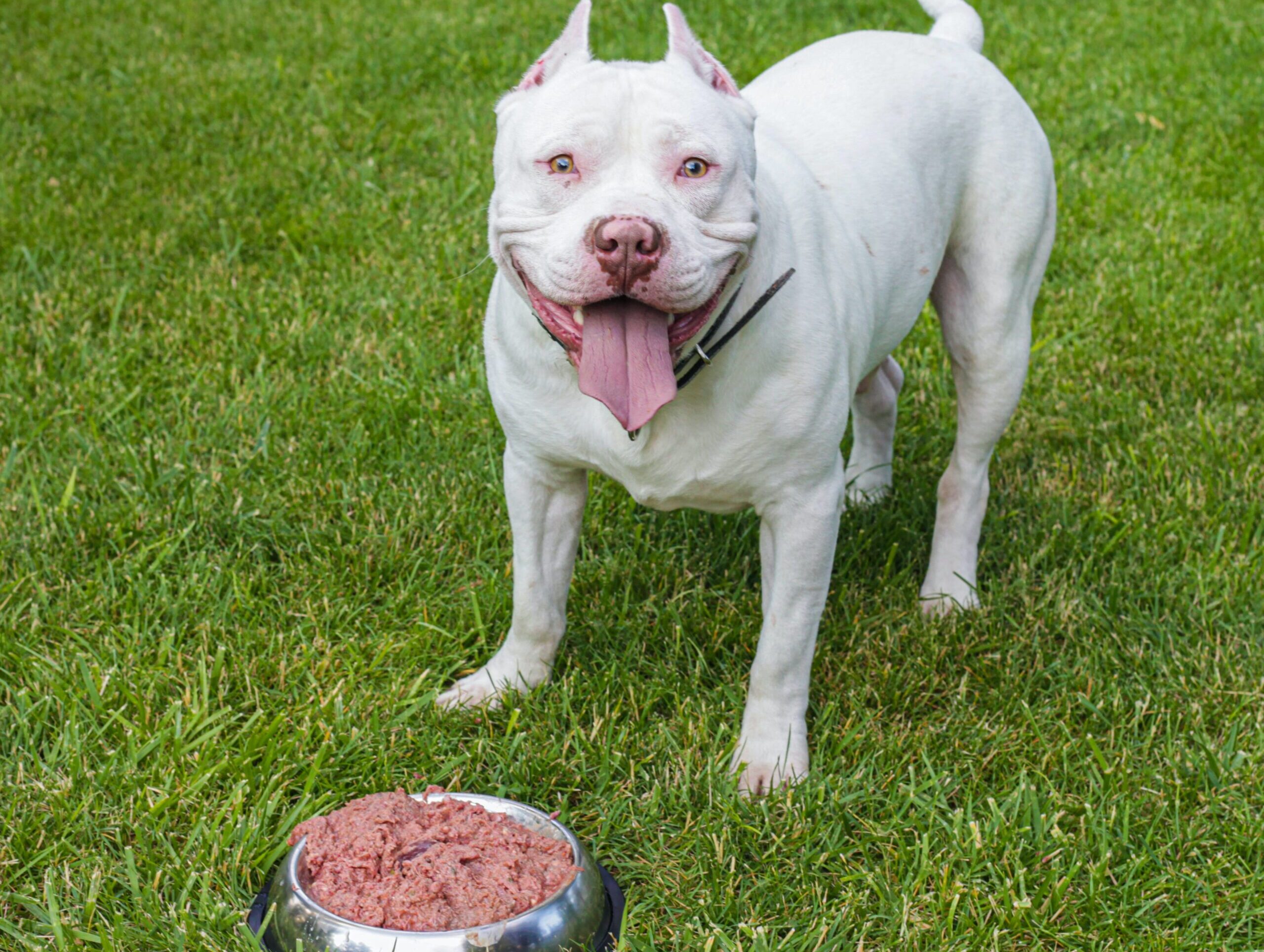 The 5 Best Raw Dog Foods