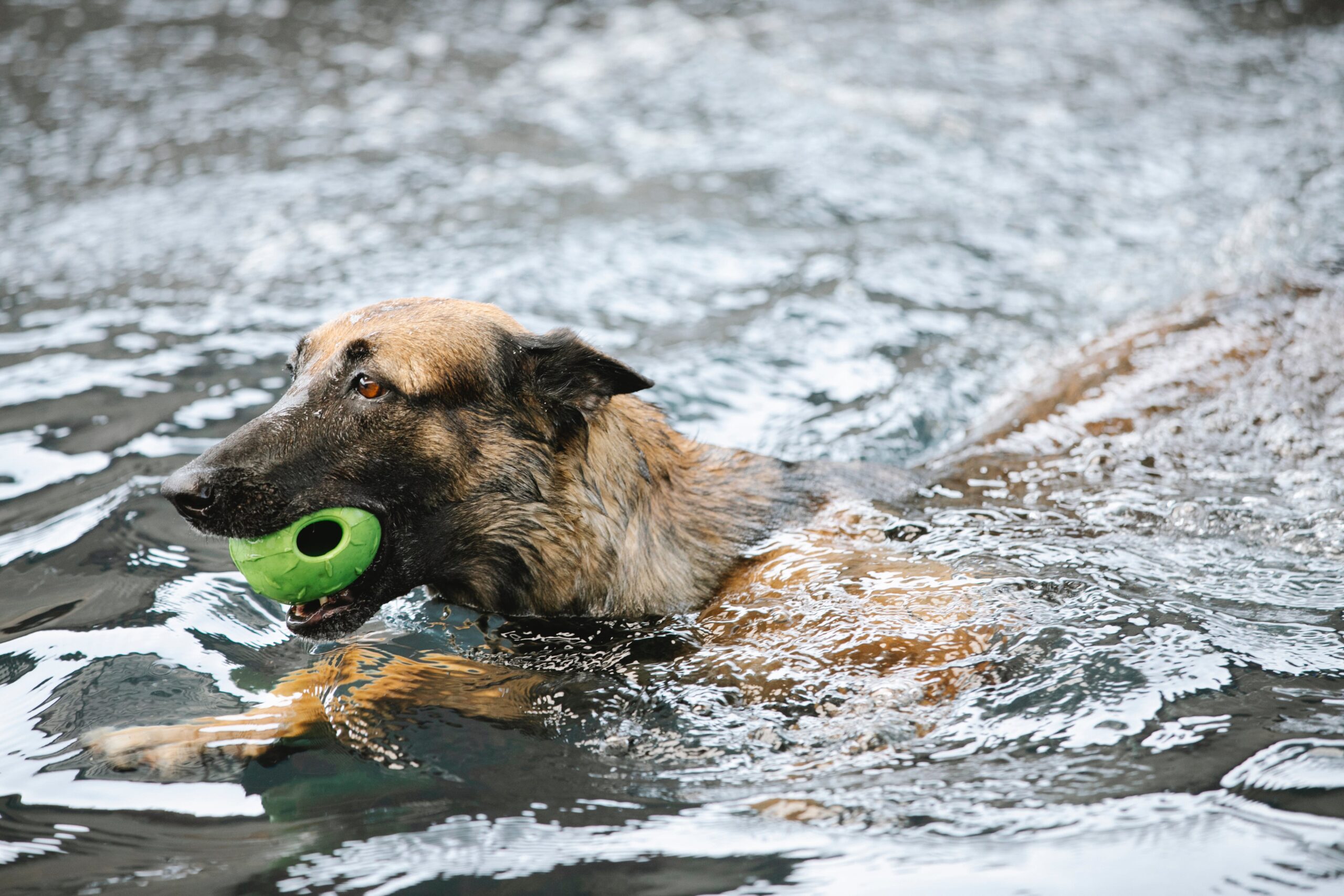 How To Keep Your Dog Cool As Temperatures Rise