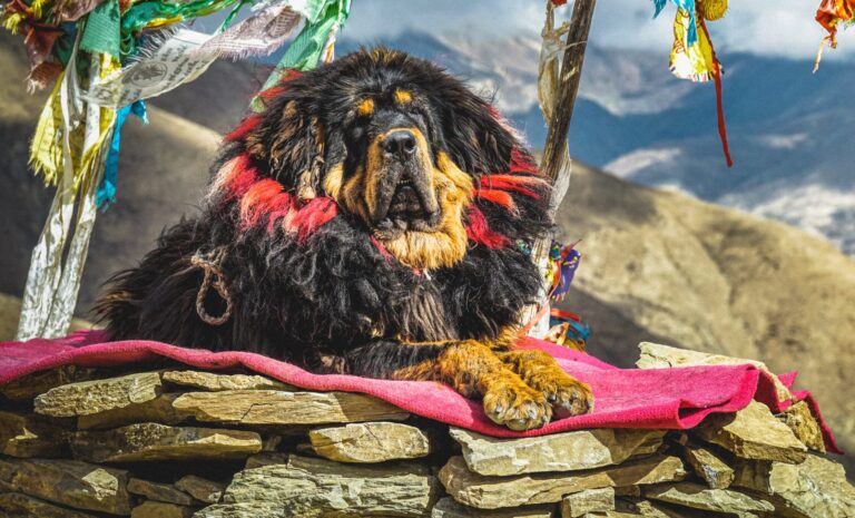 The Majestic Tibetan Mastiff Guide