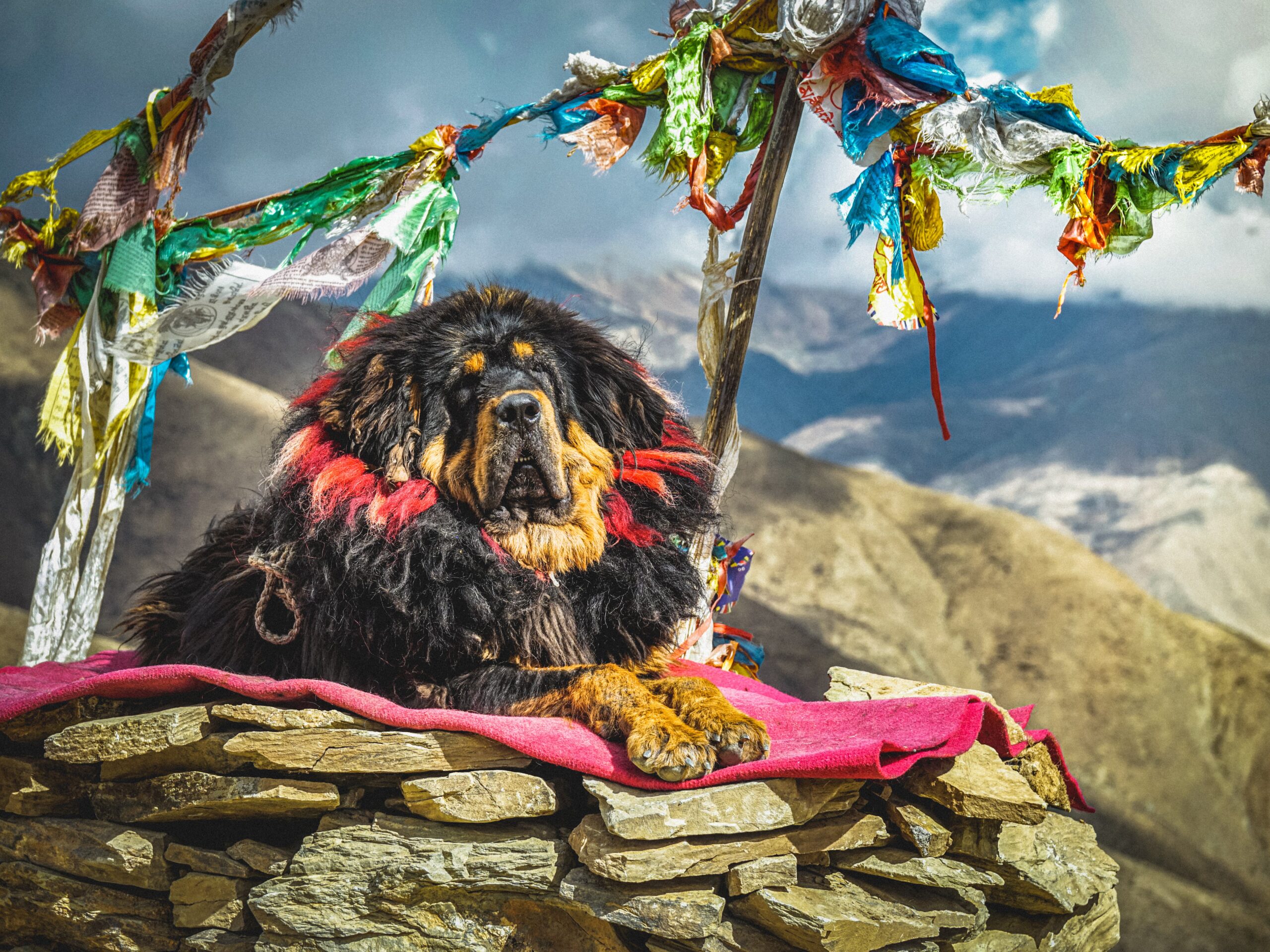 The Majestic Tibetan Mastiff Guide