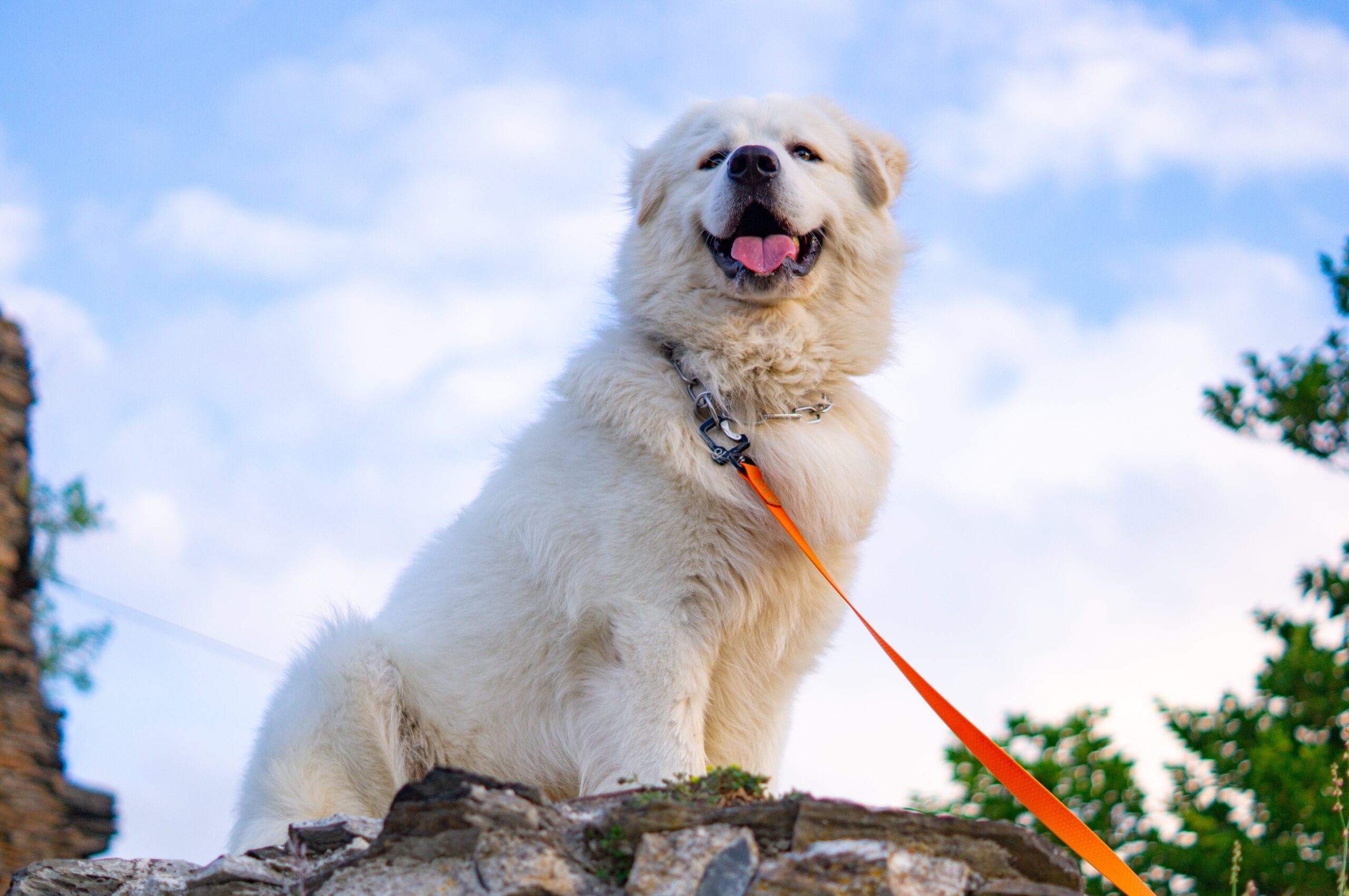 Best Dog Foods For Great Pyrenees