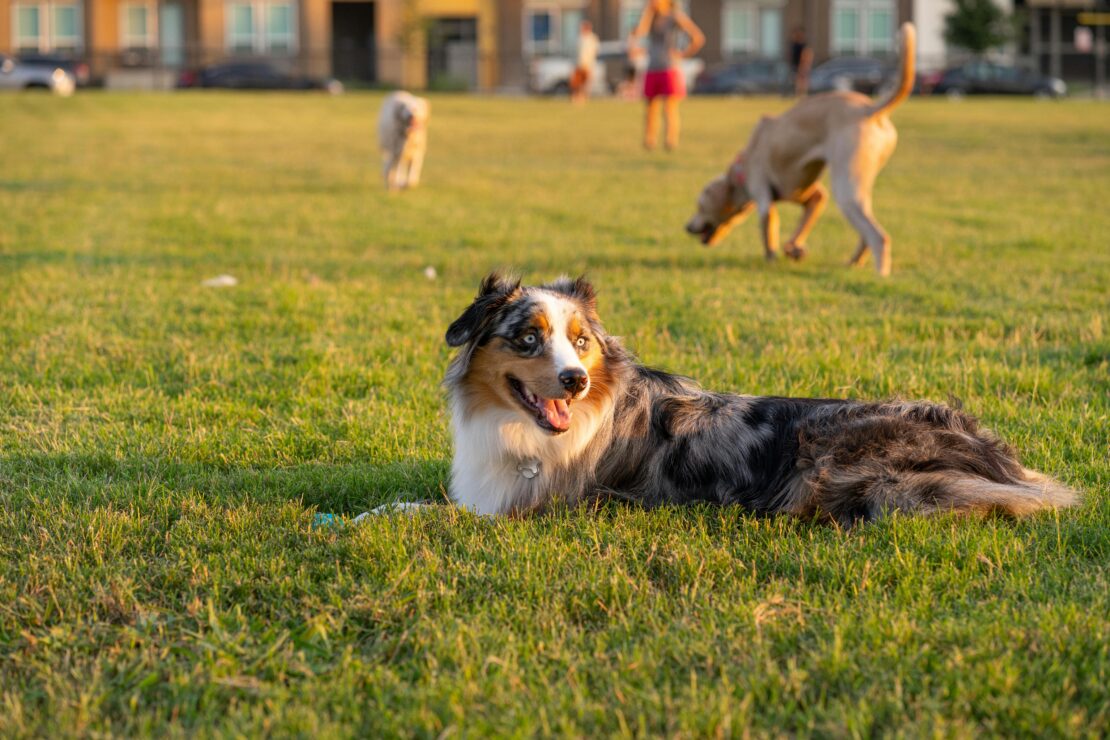 6 Best Dog Foods For Australian Shepherds Pup Junkies