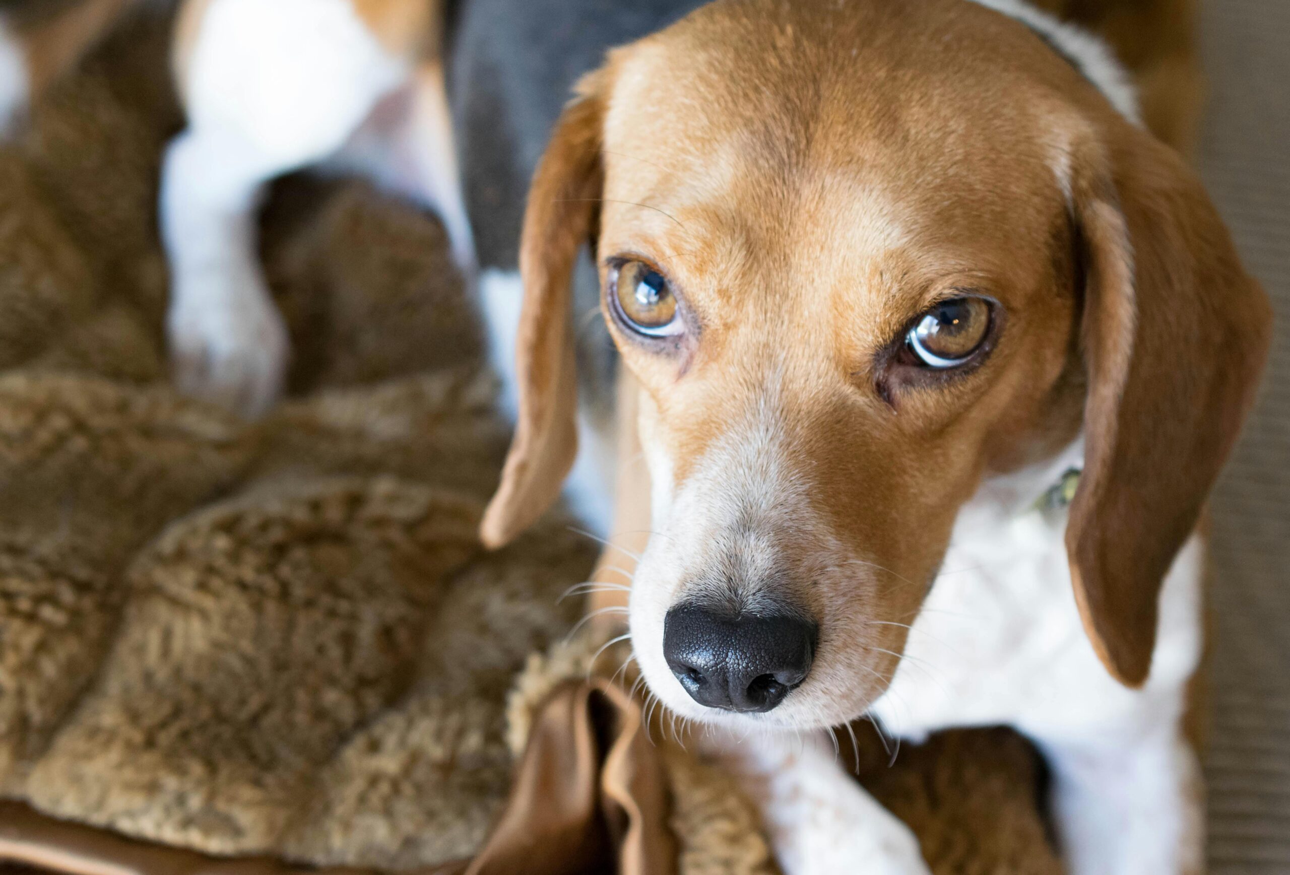 Best Dog Foods For Beagles