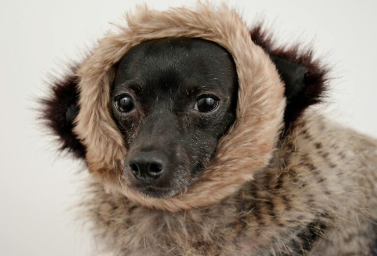 How to Keep Your Dog Warm This Winter