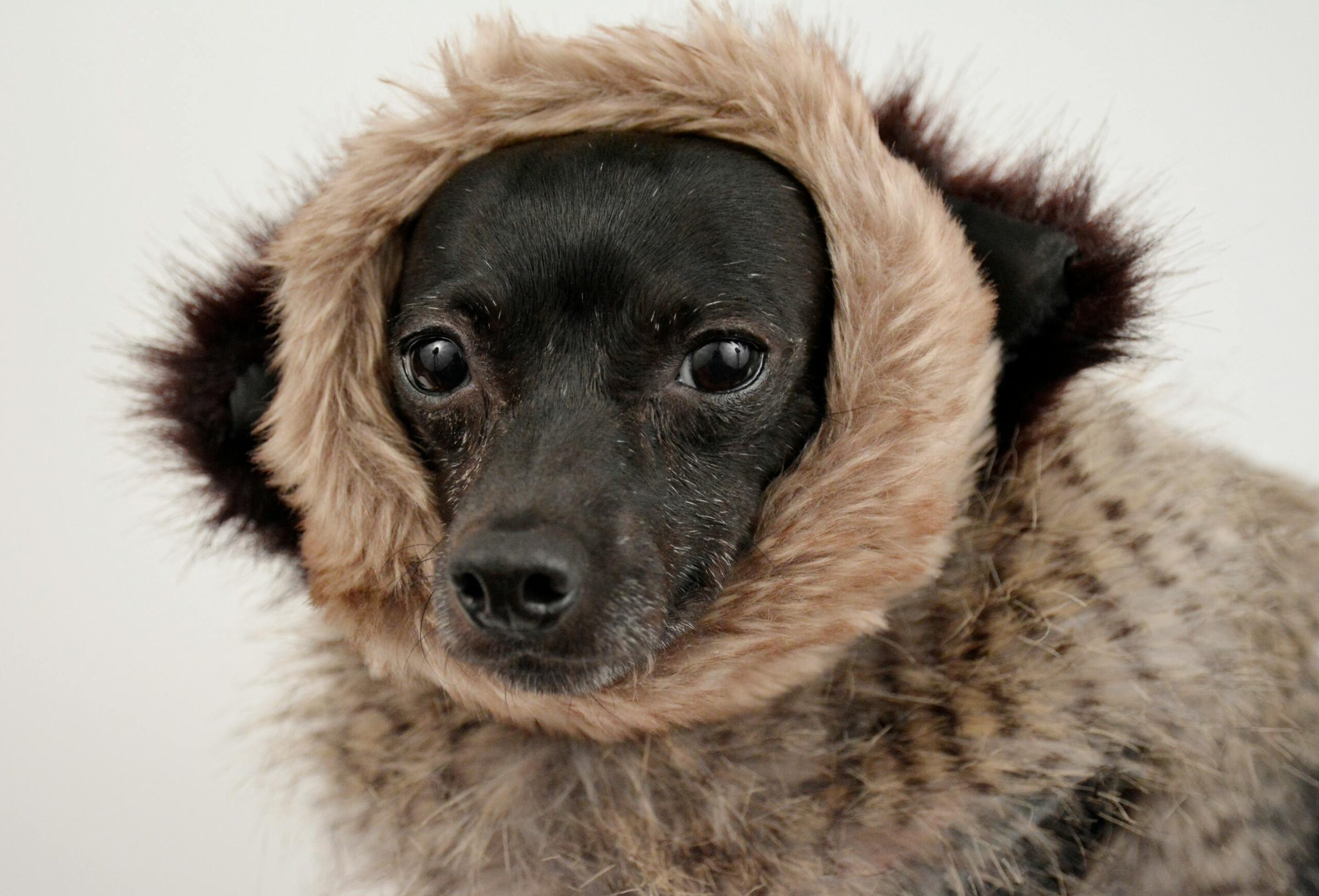 How to Keep Your Dog Warm This Winter