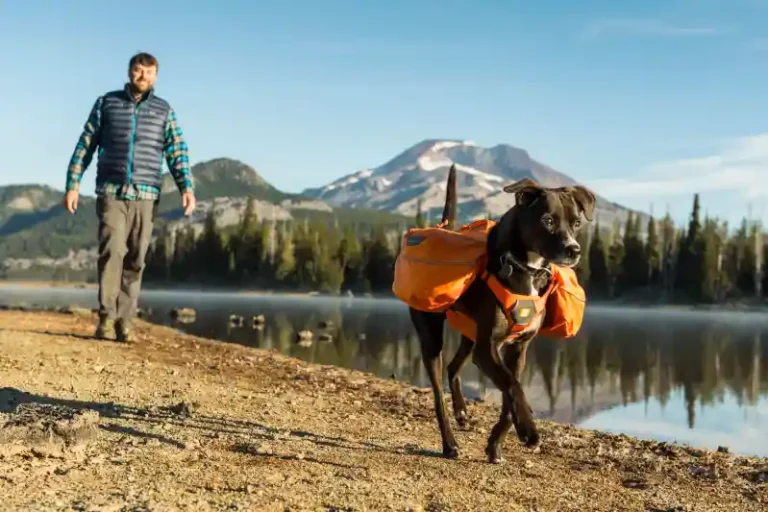 Best Dog Backpacks For Hiking