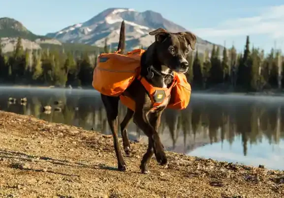 Best Dog Backpacks For Hiking