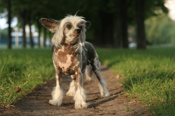 Most Popular Chinese Dog Names