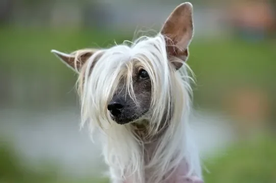 Chinese Crested Dog Names