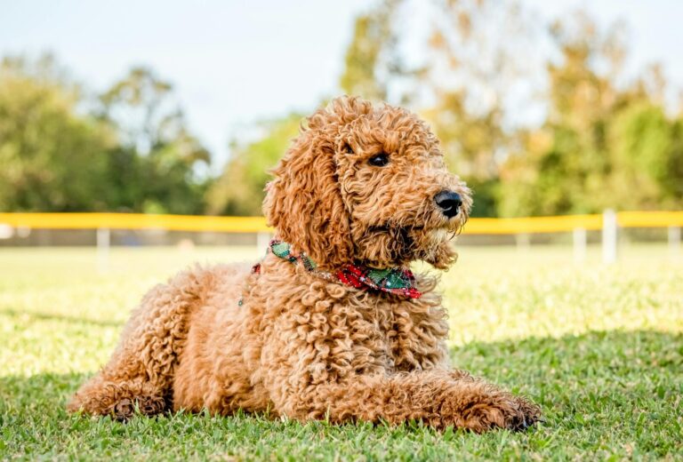 Best Dog Brushes For Goldendoodles