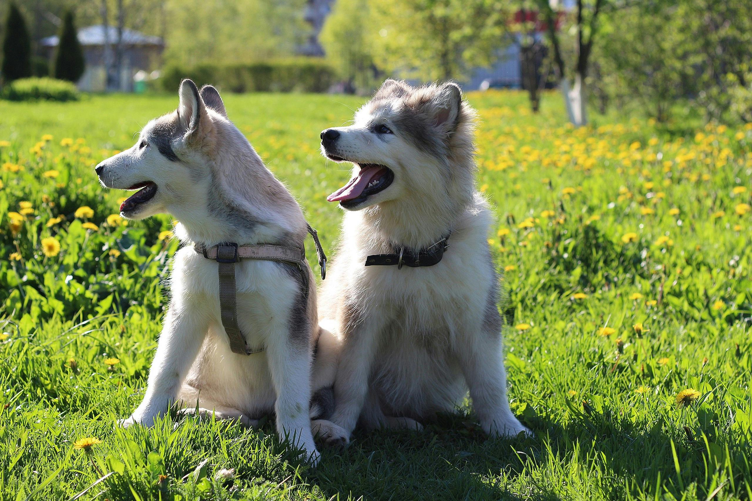 Best Harness for Your Dog