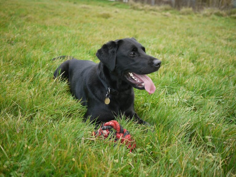 Why are black dogs less likely to be adopted?