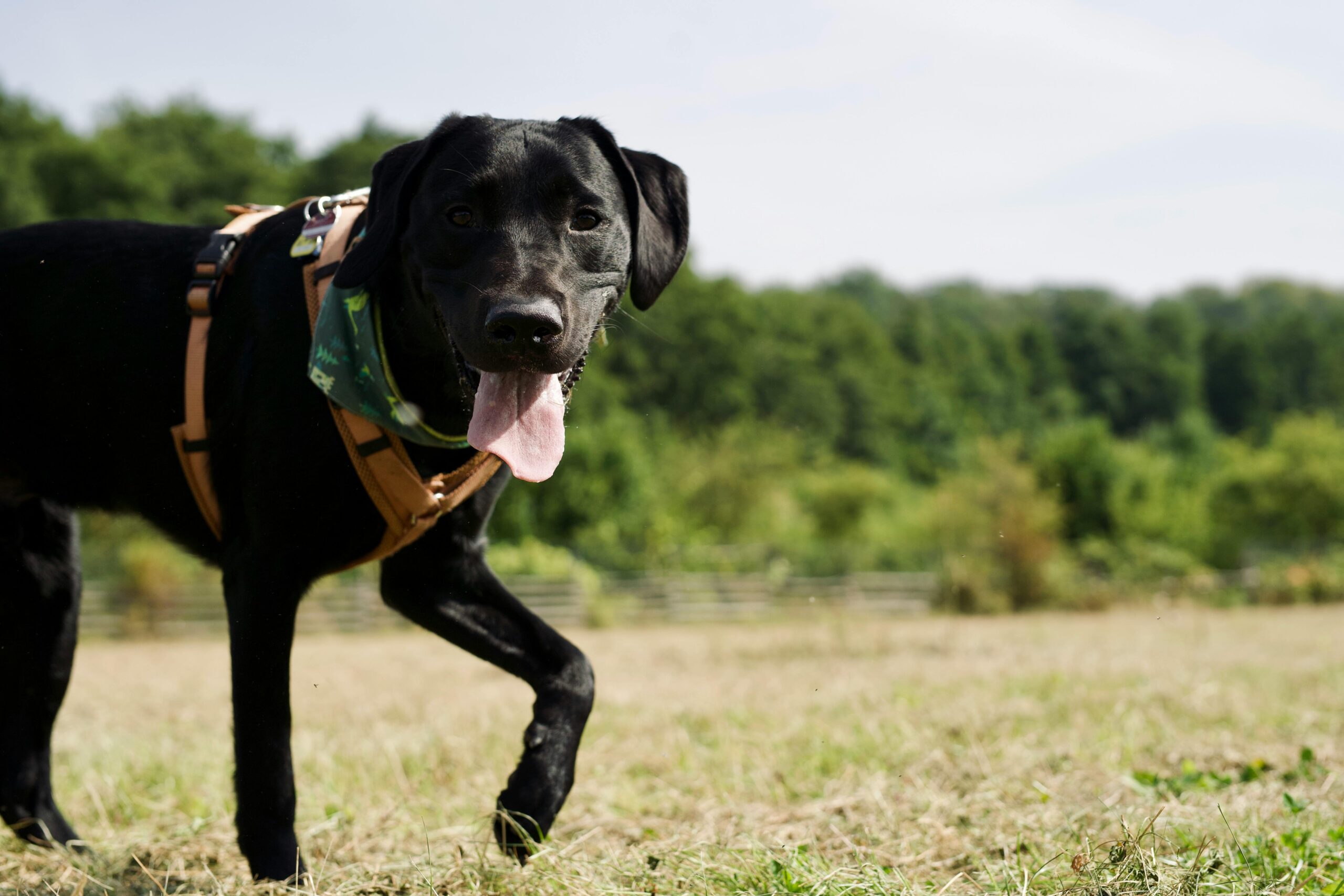 Why are black dogs less likely to be adopted?