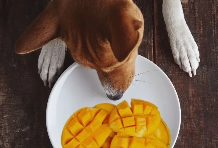 Can Dogs Eat Mango?