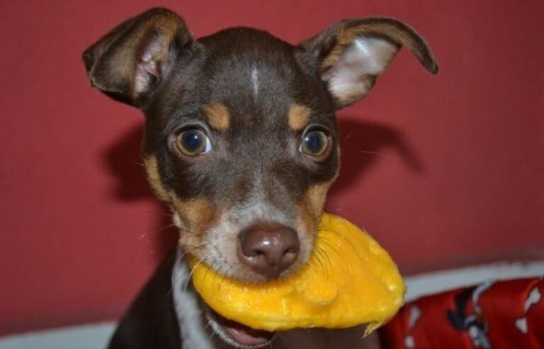 Can Dogs Eat Mango?