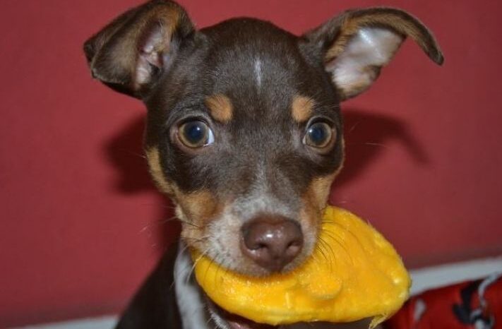 Can Dogs Eat Mango?