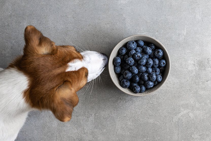 Can Dogs Eat Blueberries?