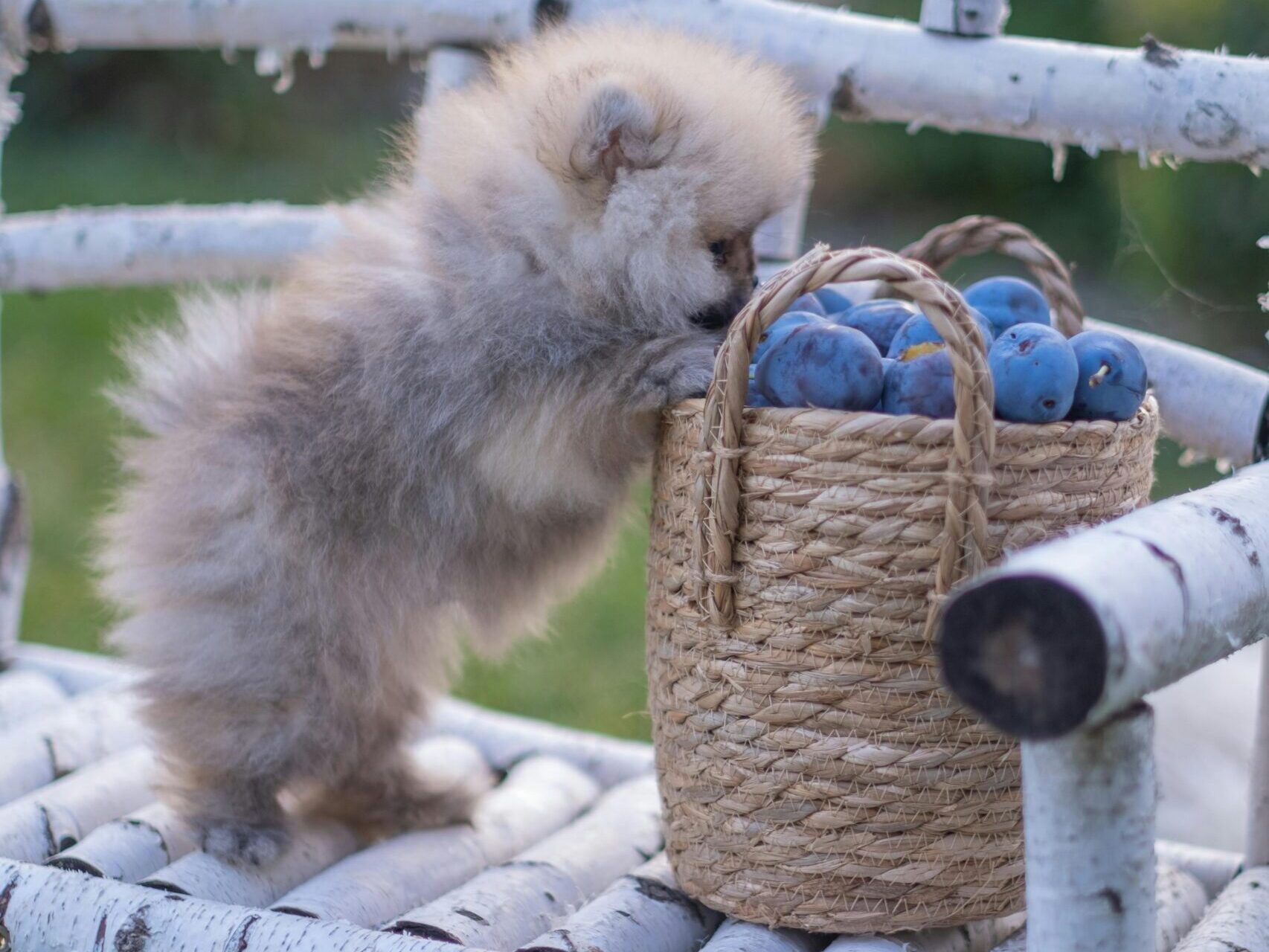 Can Dogs Eat Blueberries?