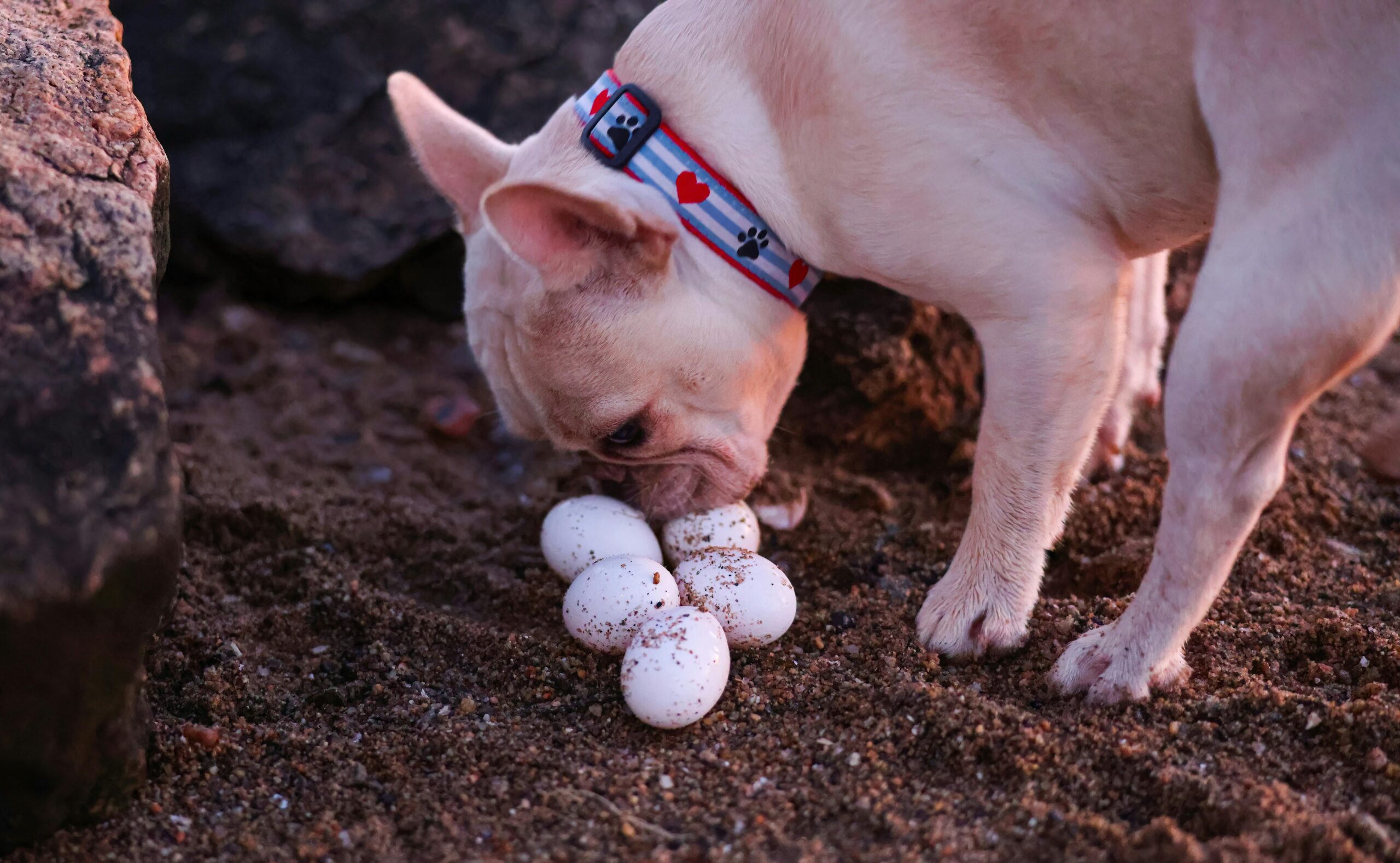 Can Dogs Eat Eggs?