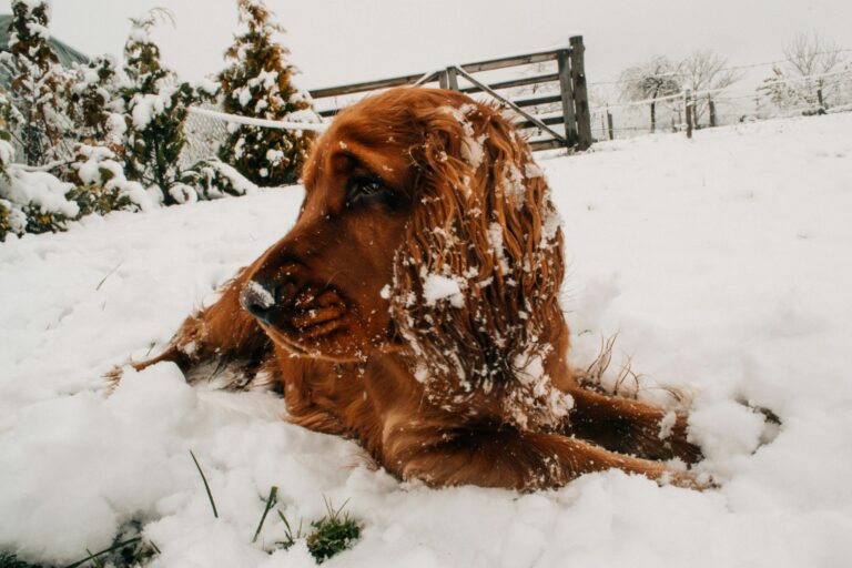 Irish Setter Dog Breed Guide