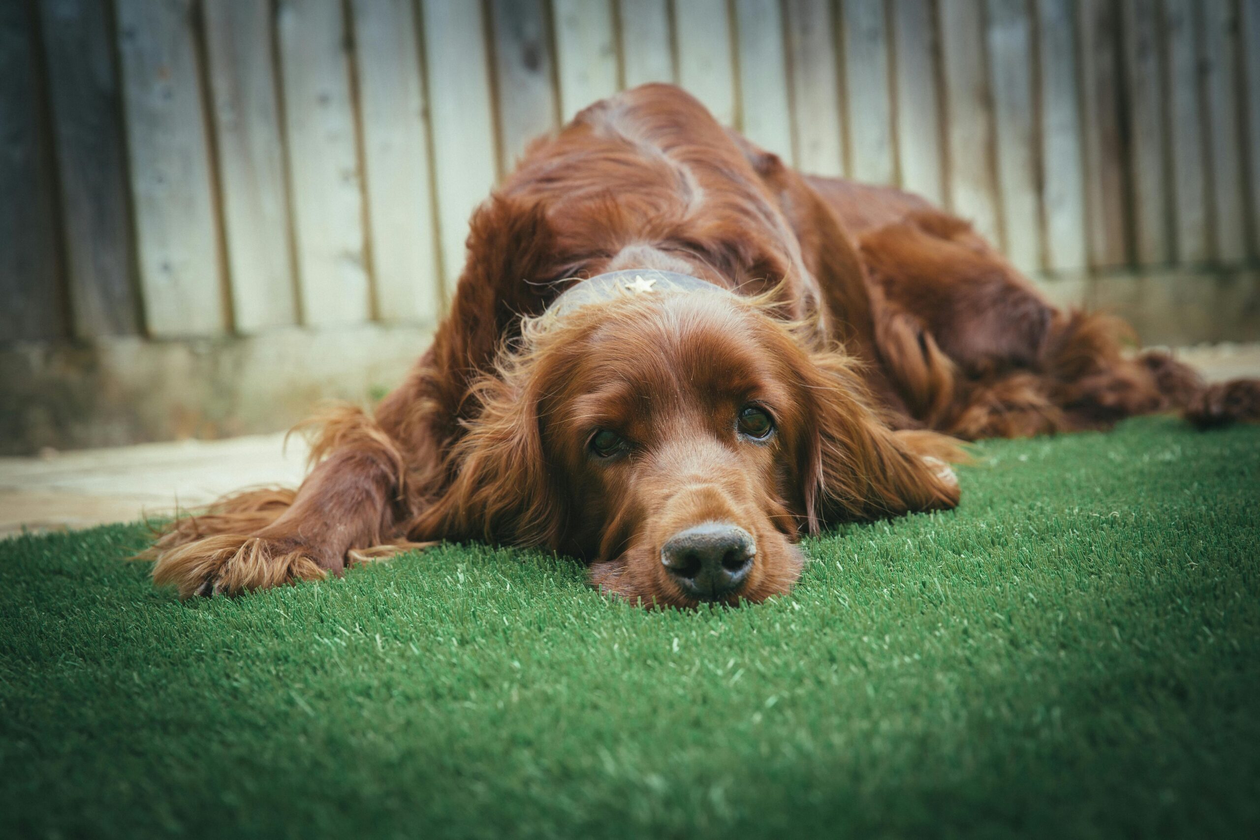 Irish Setter Dog Breed Guide