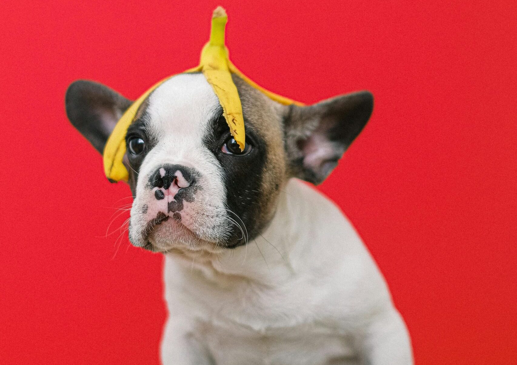 Can Dogs Eat Bananas?