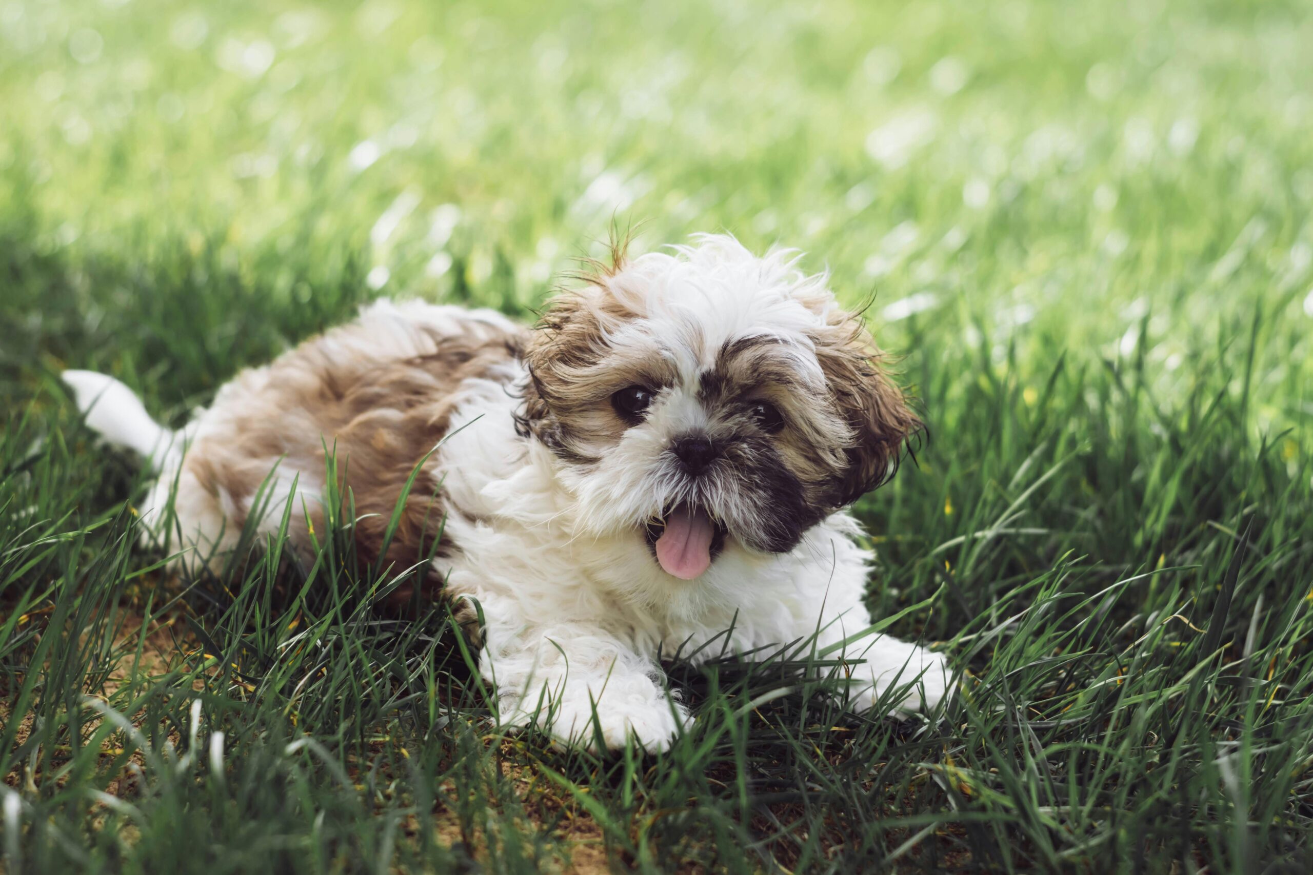 Shih Tzu Dog Breed Guide