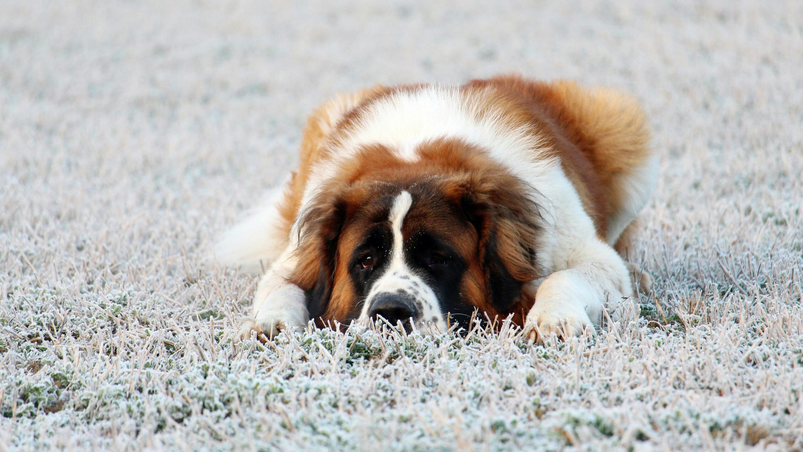 Bloat in Dogs: What is it and How to Treat it?