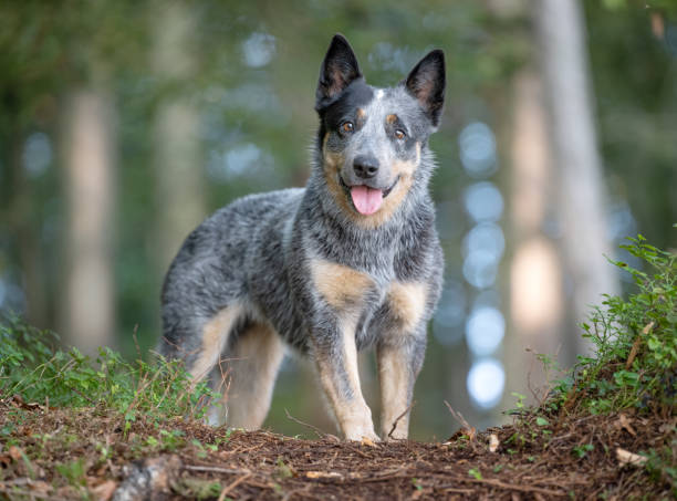 Blue Heeler Dog Breed Guide