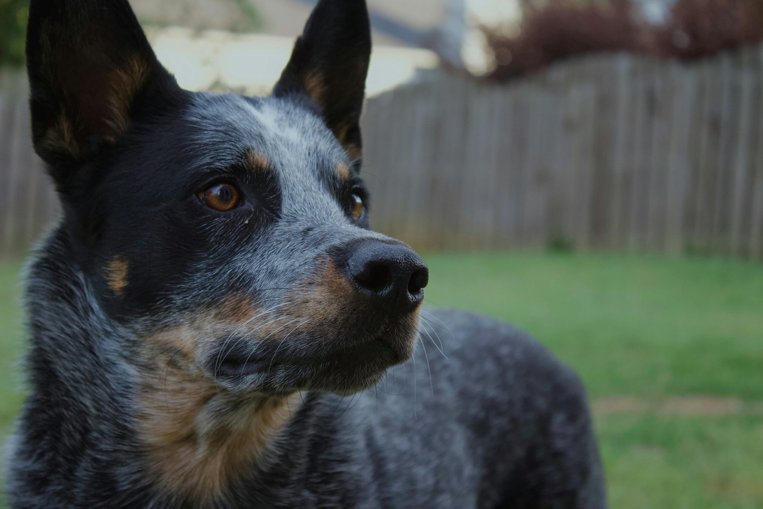 Blue Heeler Dog Breed Guide